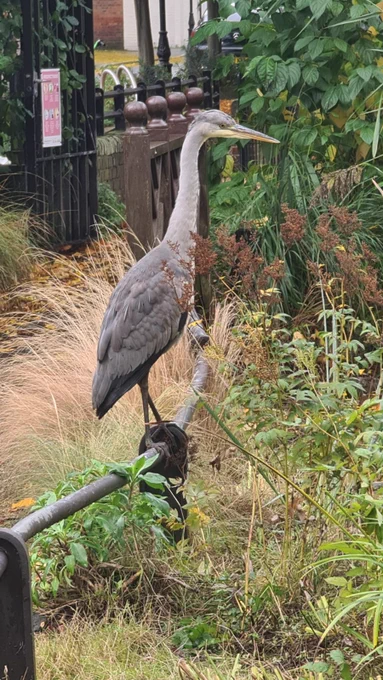 A great big grey heron standing proudly on a low railing around the wildlife pond in a lush Red Cross Garden. 