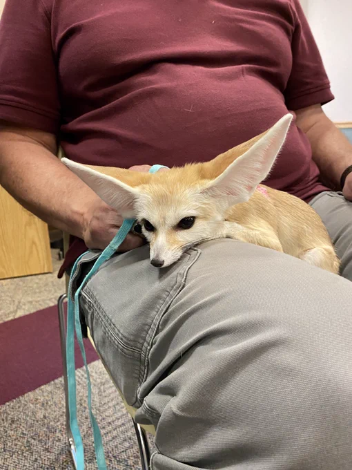 A Fennec fox resting in someone's lap 