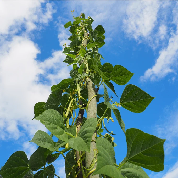 image of beanstalk reaching up to the clouds