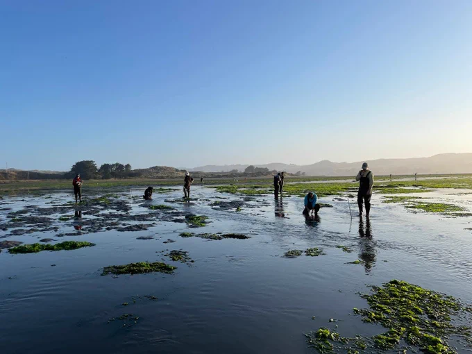 A group of people working in a shallow seagrass meadow