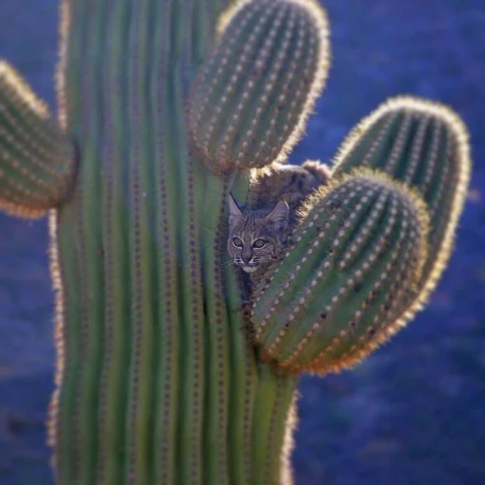 A bobcat perched in the arms of a cactus.