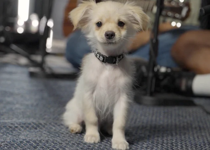 a fluffy little cream-colored pup sits on a blue rug and poses for a portrait. the dog’s ears are very wide and have long, soft fur on them. the pup has a little black collar with white paw prints on.