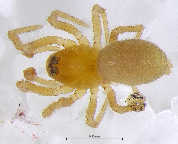 Tapinocyba emertoni male from Ohio.