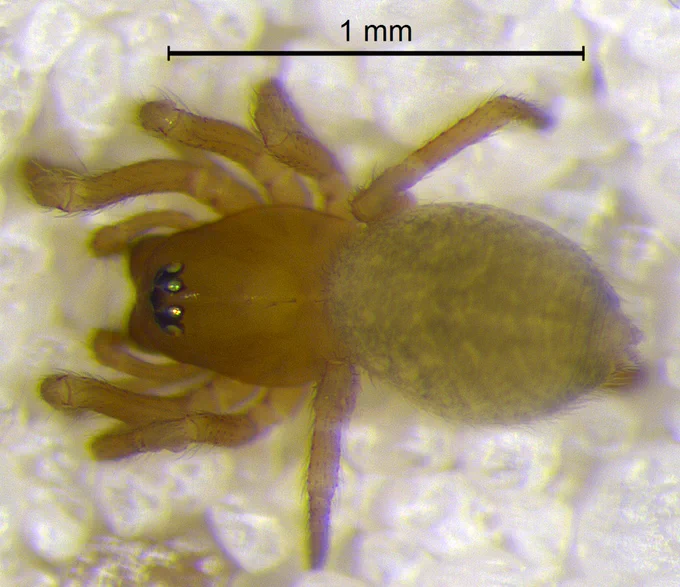 Tapinocyba emertoni female from Indiana.