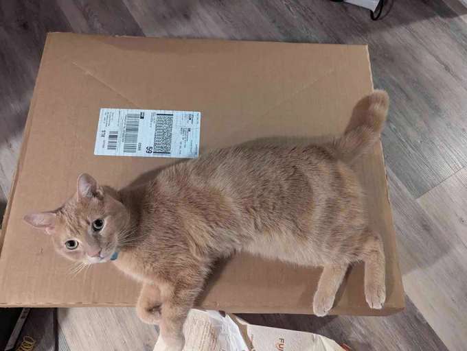 a photo of a short haired cat laying on a cardboard box, which matches the colour of his tabby fur.

I know this is for visuals, but know that his is making wheezing purrs when I took this photo.