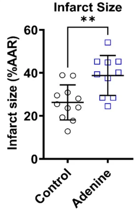 Response to ischemia–reperfusion injury. Differences in cardiac infarct size (n = 11 for control and n = 10 for adenine, **P < 0.01, Student’s t test). (Data are expressed as mean ± SD)