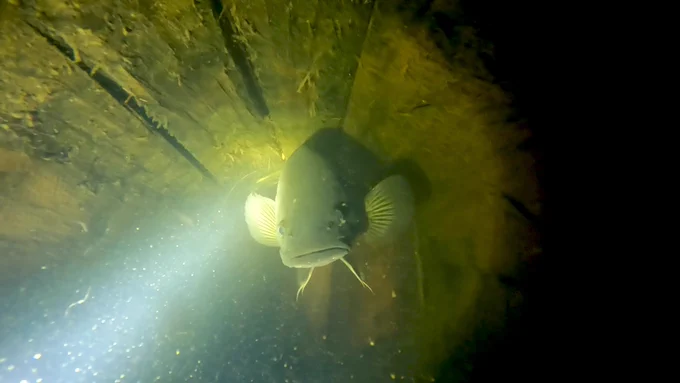 A male cod in one of the logs acting as artificial habitats. Image: Griffith University, Australian Rivers Institute. 