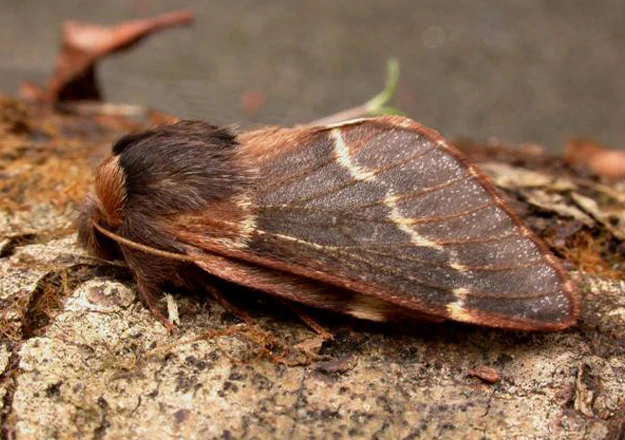 December Moth image courtesy of Les Evans-Hill