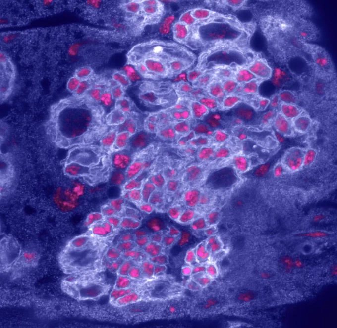Proliferating neural stem cells in the developing Drosophila CNS