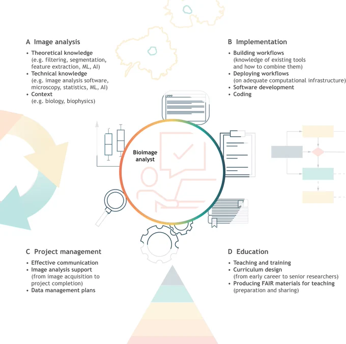 A figure with a line drawing of bioimage analyst in the center, showing 4 lists of major areas of competency in each corner,under the headings image analysis, implementation, project management, and education.