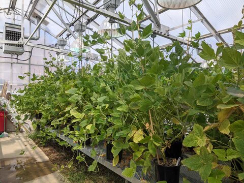 A row of green modern soybean plants in a greenhouse.