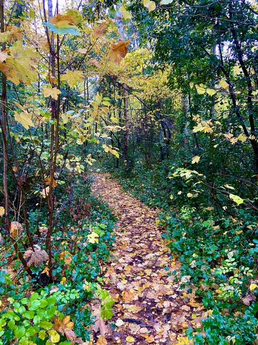 Photo by Kate Pemberton taken at Alexandra Palace, London. Path of brown leaves leads through yellow trees.