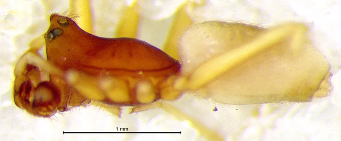 Walckenaeria carolina male from Virginia.