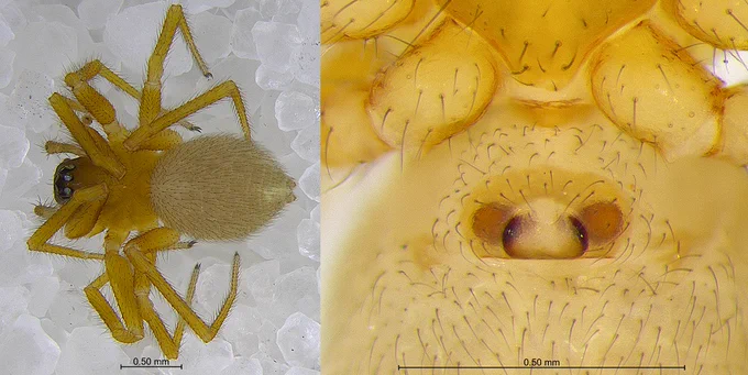 Walckenaeria digitata female from Tennessee.