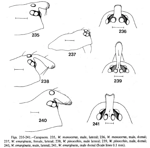 Some strange Walckenaeria male head shapes, illustrated by Millidge (1983).