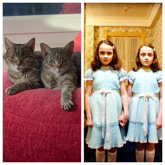 Split frame image. 

On the right pane are the two creepy twin girls from the Shining. They are staring at you with blank expressions than burn deep into your soul. 

On the left pane are two small tabby cats next to each other on a bean bag. They are staring at you with the same blank expressions that burn deep into your soul. You are next. And they are making sure that you know it.