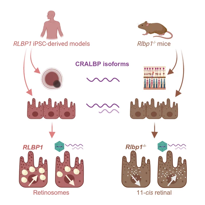 graphical abstract of our latest publication
