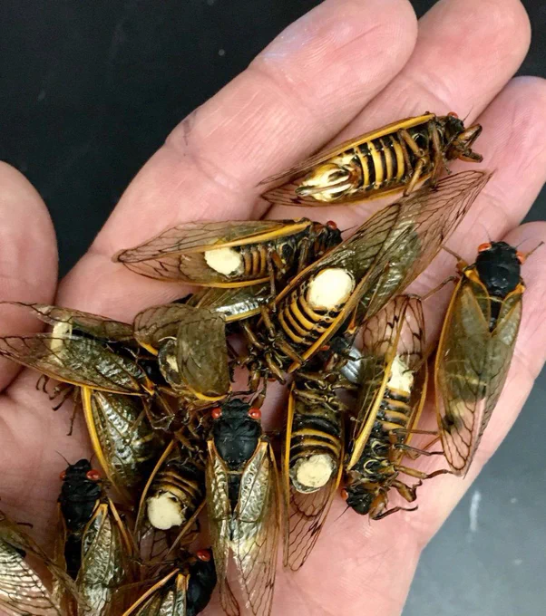a hand full of cicadas, each of which has a white fungal growth on the end of the abdomen. 
