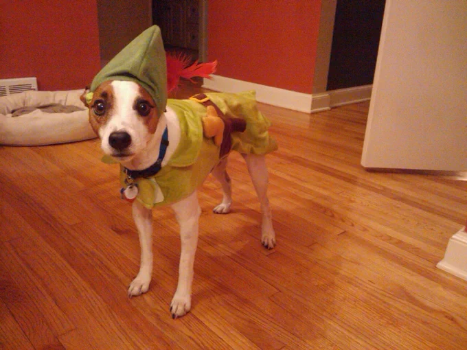 My dog dressed like Peter Pan