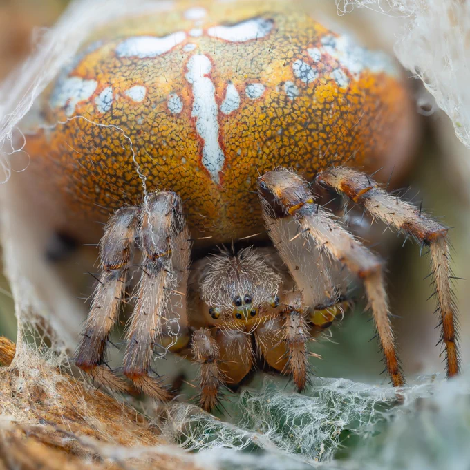 A large, round Araneus quadratus spider with orange colouration and white markings.