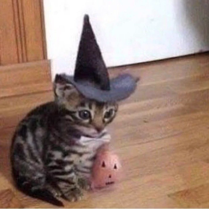 kitten with a pointy black hat on