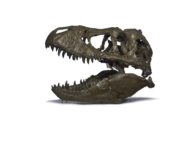 Side view of a T. rex skull displayed on a plain white background.