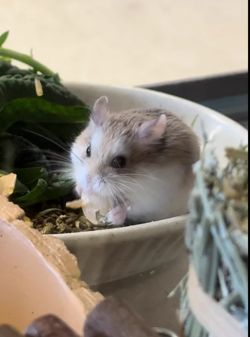 Mr C. 