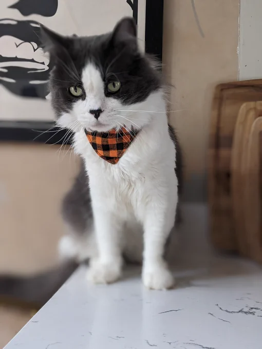Mitchell is a cat with white and grey fur, light green eyes, black nose, and a mask-like pattern on his face. He's wearing a black and orange buffalo plaid bandana. He's standing on the kitchen counter.