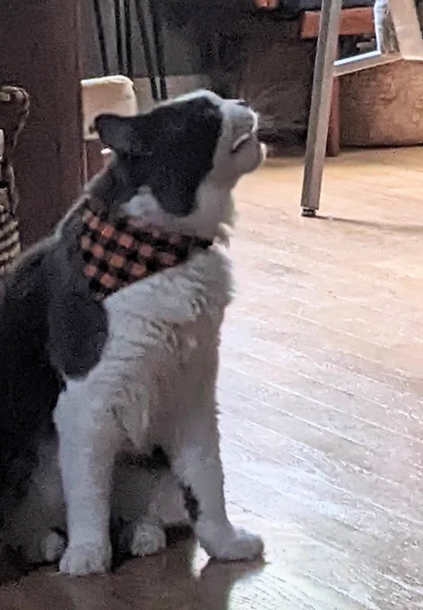 Mitchell is a cat with white and grey fur, light green eyes, black nose, and a mask-like pattern on his face. He's wearing a black and orange buffalo plaid bandana. In this grainy photo, he is standing with feet wide apart, head turned to the side, mouth slightly open. He is YELLING!!