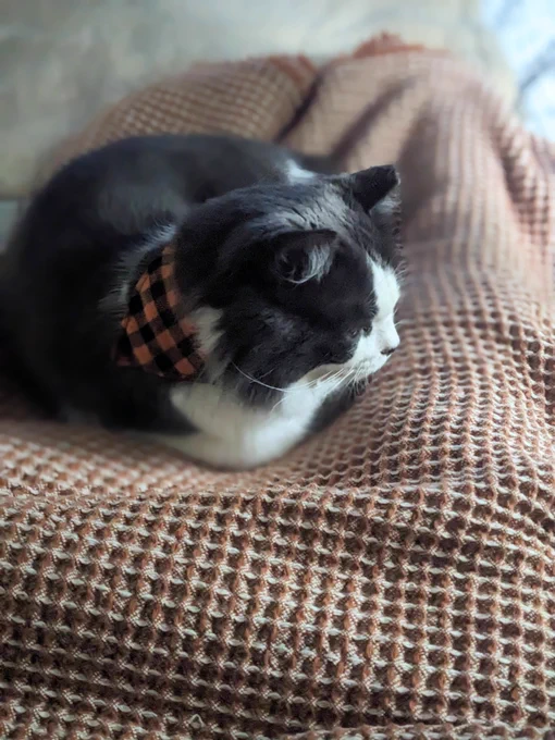 Mitchell is a cat with white and grey fur, light green eyes, black nose, and a mask-like pattern on his face. He's wearing a black and orange buffalo plaid bandana. He is curled up on a lap, on top of a dark orange waffle knit blanket.