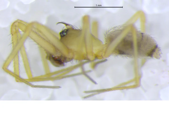 Wubana drassoides male from Indiana.