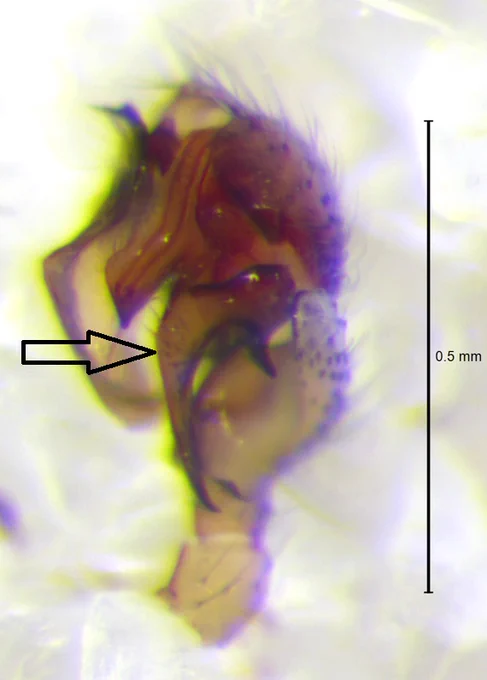 Male Wubana drassoides palp with arrow pointing to the large, sickle-shaped paracymbium.