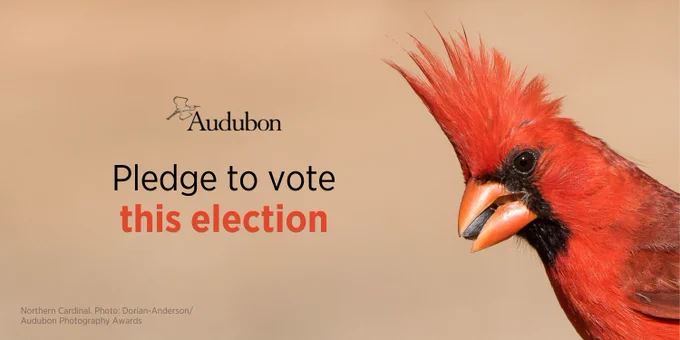 A graphic with a photo of a male Northern Cardinal's head with a seed in its beak with the text "Pledge to vote this election"