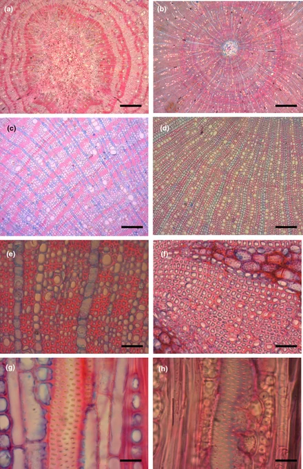 Cross and tangential anatomical images showing different wood anatomical structures: Melicoccus bijugatus Jacq, a tree species with banded axial parenchyma and heterogeneous pith, Monilicarpa tenuisiliqua Jacq, a tree species with rounded pith and distinct growth rings, Melicoccus oliviformis Kunth, a tree species with banded axial parenchyma and uniseriate rays, Pilocarpus goudotianus Tul., a tree species with radially lined vessels and thin-walled fibers,  Trichilia pallida Sw, a tree species with thick-walled fibers and uniseriate rays, Clavija sp., a liana species with thick-wall fibers and multiseriate rays, intervessel pits of Brosimum alicastrum Sw., and intervessel pits of Clavija sp. 