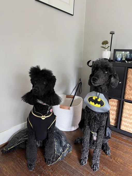 Two black poodles as Batman
