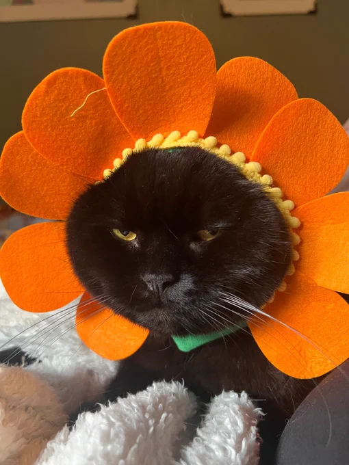 Black cat with a flower bonnet