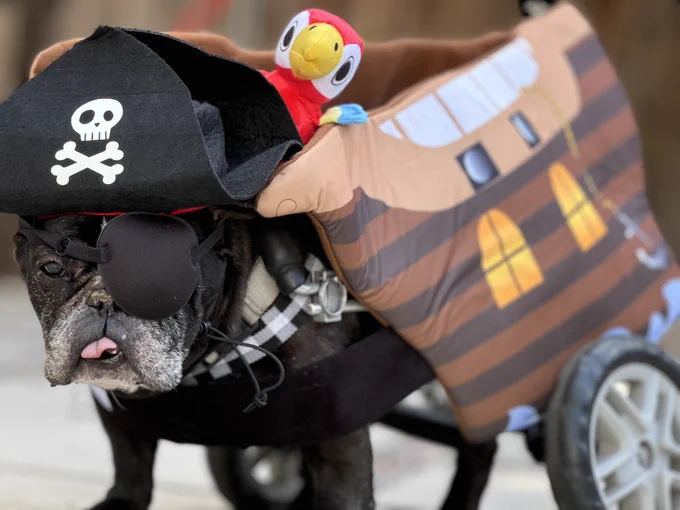 Pirate dog