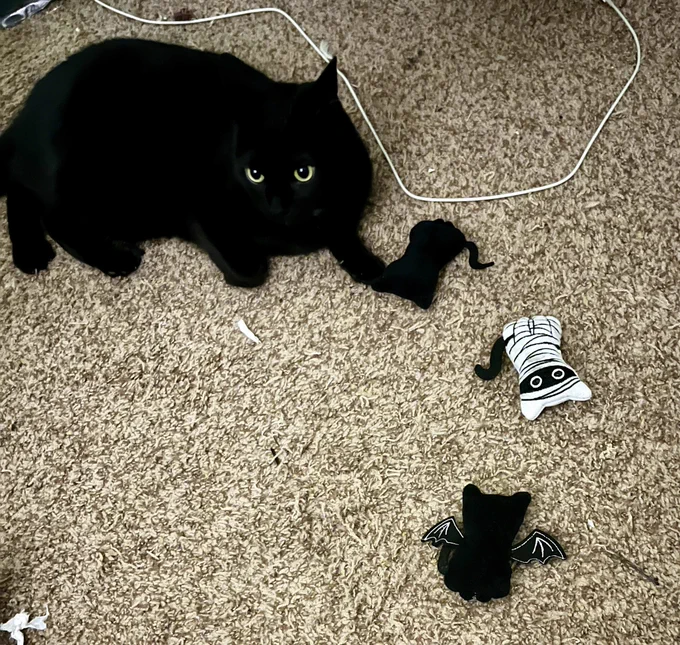 Daffodil is a small black cat, laying curled up with three toys shaped like black cats in Halloween costumes. End alt text.