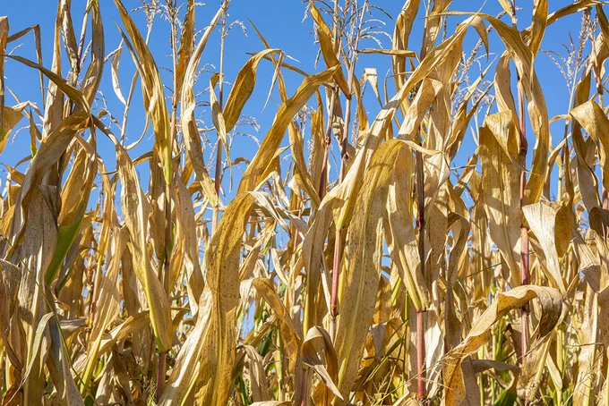 A close up of dry crops. The background is a clear blue sky.
