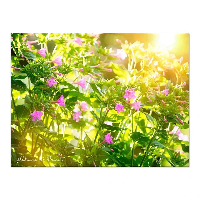 Wunderblume Mirabilis jalapa