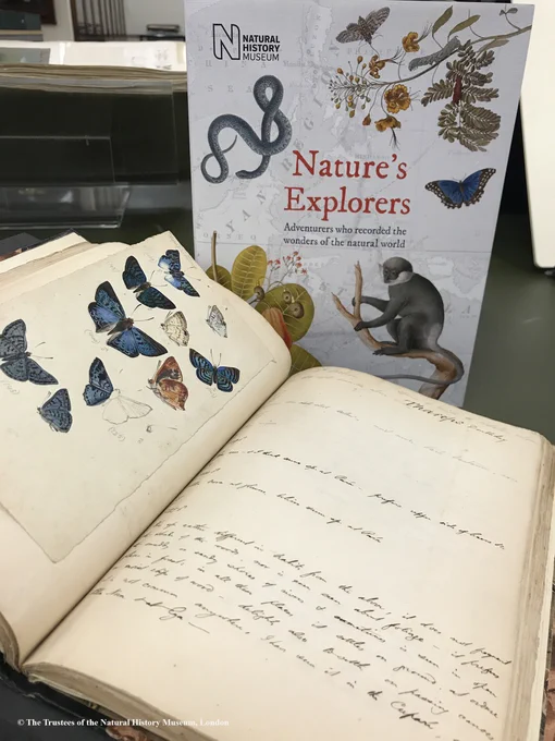 A bound manuscript volume, open showing hand drawn butterflies on the left and handwritten notes on the right. Behind it, standing upright is a modern Museum publication titled 'Nature's Explorers'. 