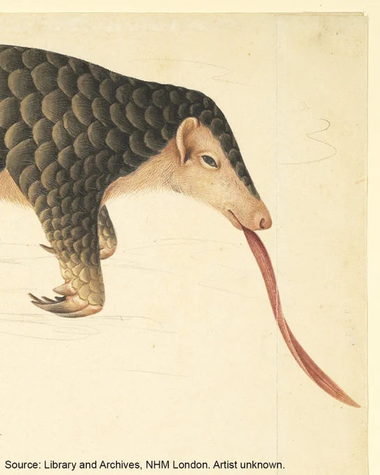 Original hand drawn artwork depicting the head, front legs and unfurled long tongue of a pangolin.