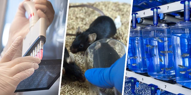 Images representing the 3Rs: a cell-based assay, refined mouse handling and zebrafish tanks.