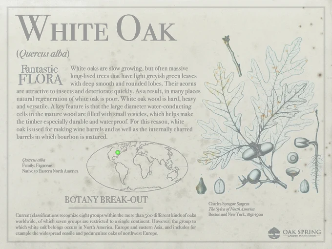 White oaks (Quercus alba) are slow growing, but often massive long-lived trees that have light greyish green leaves with deep smooth and rounded lobes. Their acorns are attractive to insects and deteriorate quickly. As a result, in many places natural regeneration of white oak is poor. White oak wood is hard, heavy and versatile. A key feature is that the large diameter water-conducting cells in the mature wood are filled with small vesicles, which helps make the timber especially durable and waterproof. For this reason, white oak is used for making wine barrels and as well as the internally charred barrels in which bourbon is matured. 

Current classifications recognize eight groups within the more than 500 different kinds of oaks worldwide, of which seven groups are restricted to a single continent. However, the group to which white oak belongs occurs in North America, Europe and eastern Asia, and includes for example the widespread sessile and pedunculate oaks of northwest Europe.