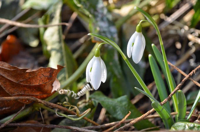 Sneeuwklokjes
