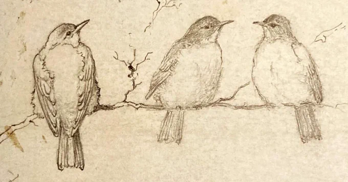 Pencil sketch of three songbirds sitting on a branch. The bird on the lefthand side has more detail in the wings and feathers than the other two.