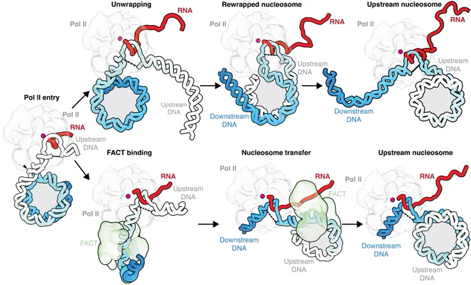 Mechanisms of nucleosome retention and/or transfer during transcription elongation.