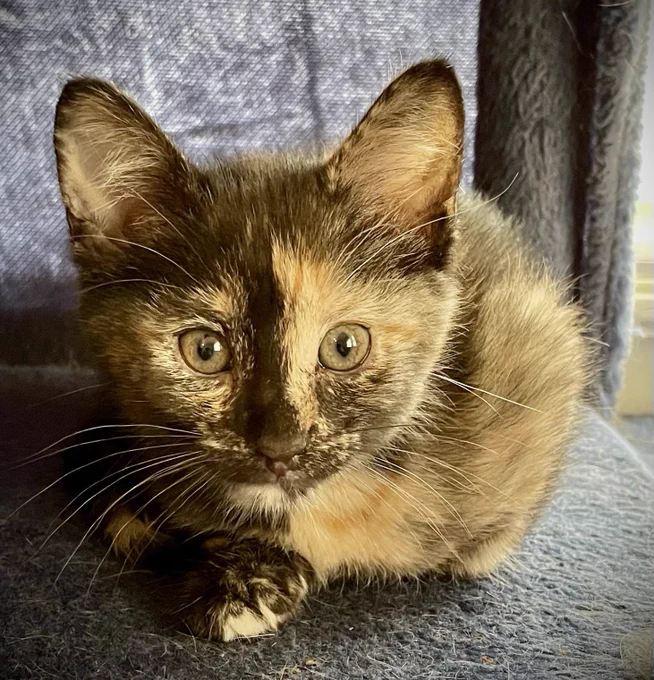 an extremely small tortoiseshell kitten