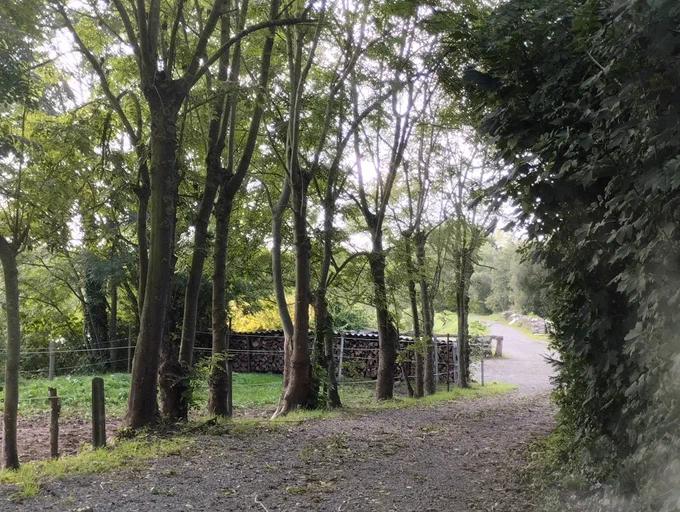 "A peaceful path lined with majestic ash trees, inviting a serene walk in the heart of nature. 🌳🚶‍♂️"