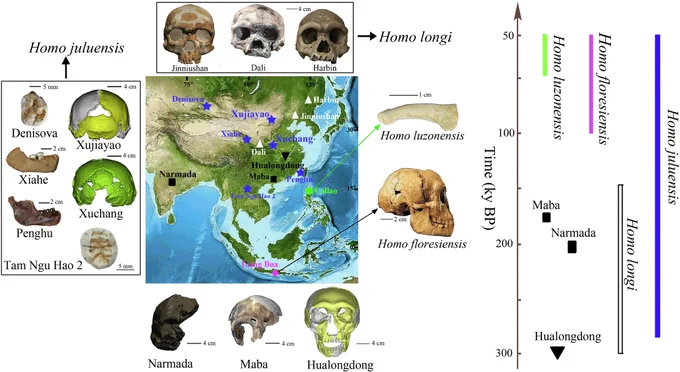 A figure showing several fossil skulls from eastern Eurasia and categories for them including Homo juluensis, Homo longi, and Homo floresiensis